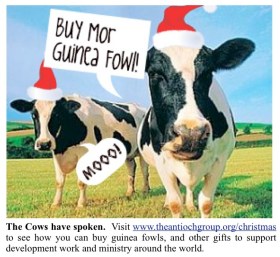 Christmas Cows